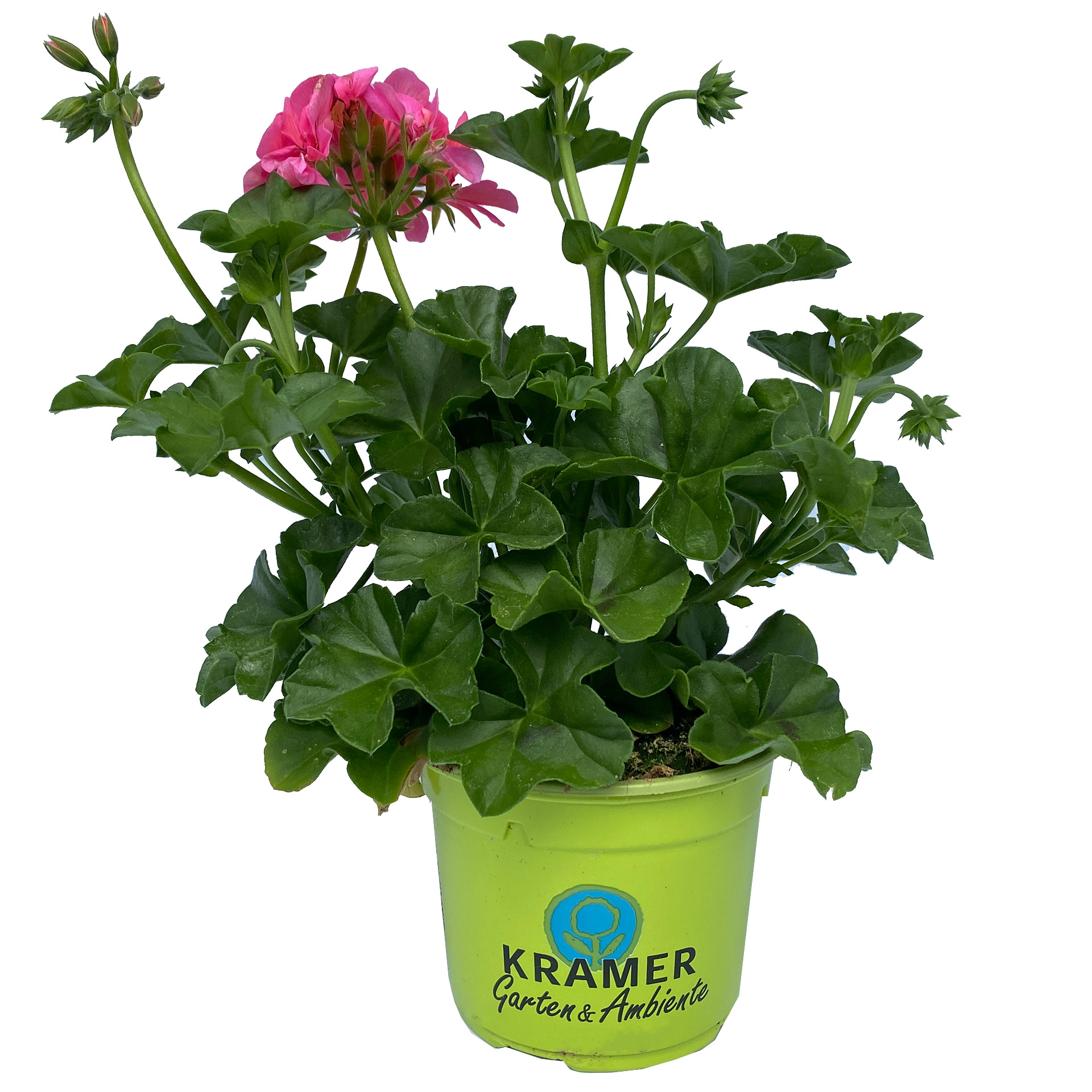 Geranie hängend 'Sunflair Linda' Pelargonium peltatum